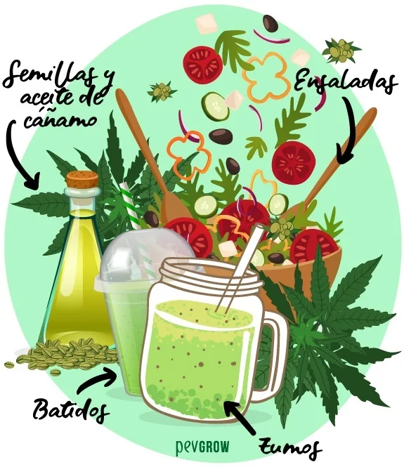 Ilustración de semillas y aceite de cáñamo, una ensalada y batidos verdes junto a hojas de cannabis, con rótulos y flechas. Ilustración de semillas y aceite de cáñamo, una ensalada y batidos verdes junto a hojas de cannabis, con rótulos y flechas.