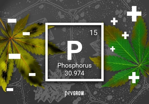 Gráfico del fósforo con símbolo P, número 15 y masa 30.974, entre hojas amarillentas con signos menos y hojas verdes con signos más. Gráfico del fósforo con símbolo P, número 15 y masa 30.974, entre hojas amarillentas con signos menos y hojas verdes con signos más.