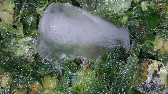 Primer plano de un trozo de hielo translúcido sobre hojas y fragmentos vegetales verdes con gotas y superficies húmedas.