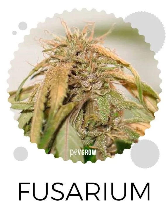 Primer plano de un cogollo de cannabis con hojas pardas y caídas, dentro de un marco circular sobre el rótulo «FUSARIUM». Primer plano de un cogollo de cannabis con hojas pardas y caídas, dentro de un marco circular sobre el rótulo «FUSARIUM».