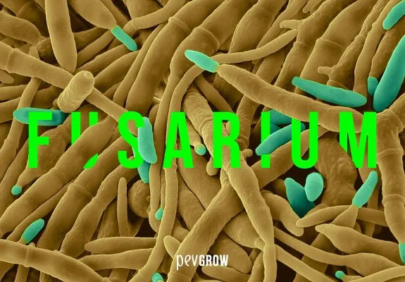 Formas alargadas ocres y turquesas en una composición de aspecto microscópico, con el rótulo verde «Fusarium».