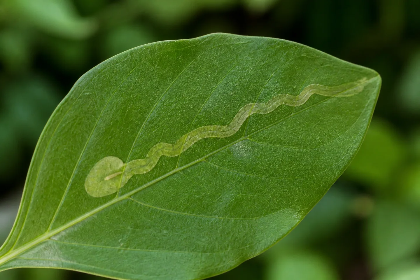 Primer plano de una hoja verde con una galería pálida y serpenteante que recorre su superficie y termina en una zona ensanchada. Primer plano de una hoja verde con una galería pálida y serpenteante que recorre su superficie y termina en una zona ensanchada.