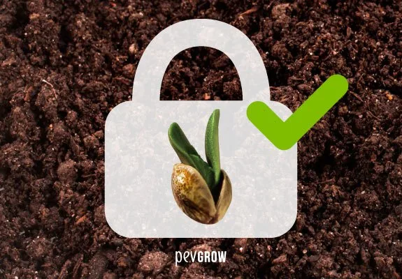 Montaje de una semilla germinada dentro de un candado blanco, con una marca verde de verificación sobre un fondo de tierra. Montaje de una semilla germinada dentro de un candado blanco, con una marca verde de verificación sobre un fondo de tierra.