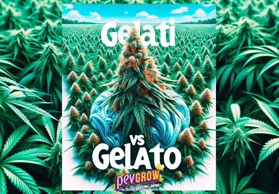 Composición ilustrada «Gelati vs Gelato», con un gran cogollo central, formas azules y filas de plantas sobre un fondo de hojas.