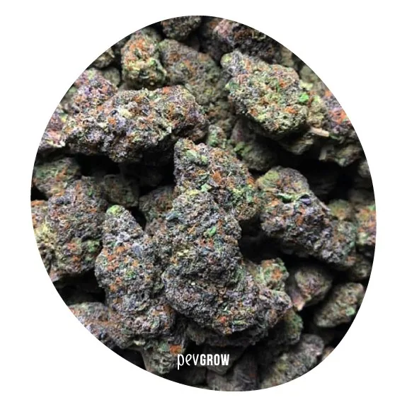 Primer plano de varios cogollos de cannabis con tonos verdes y morados, pelos anaranjados y una densa cobertura blanquecina. Primer plano de varios cogollos de cannabis con tonos verdes y morados, pelos anaranjados y una densa cobertura blanquecina.