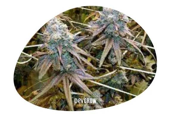 Cogollos de cannabis en plantas con hojas verdes y moradas, entrecruzados por una malla de cuerdas blancas. Cogollos de cannabis en plantas con hojas verdes y moradas, entrecruzados por una malla de cuerdas blancas.
