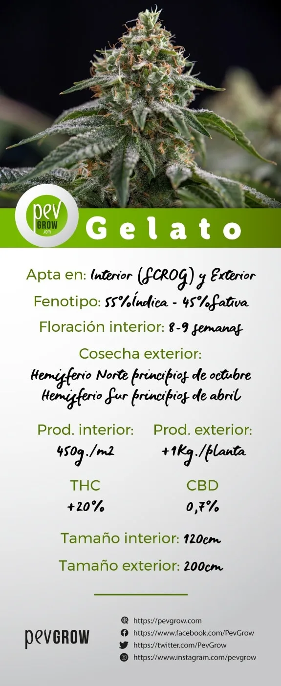 Infografía titulada «Gelato», con un cogollo y datos de fenotipo, floración, cosecha, producción, THC, CBD y altura. Infografía titulada «Gelato», con un cogollo y datos de fenotipo, floración, cosecha, producción, THC, CBD y altura.