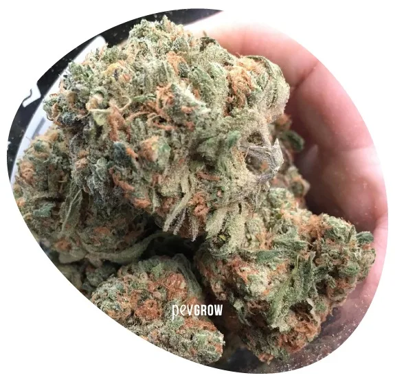 Detalle de varios cogollos de cannabis sostenidos en una mano, con hojas verdes, pelos anaranjados y cobertura blanquecina. Detalle de varios cogollos de cannabis sostenidos en una mano, con hojas verdes, pelos anaranjados y cobertura blanquecina.