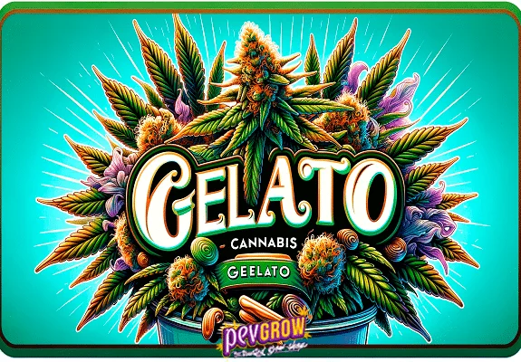 Ilustración con el nombre Gelato en grandes letras, rodeado de cogollos, hojas de cannabis y formas de golosinas sobre fondo turquesa.
