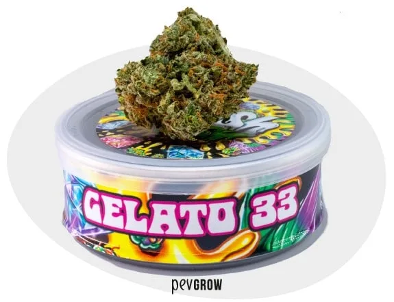 Un cogollo de cannabis sobre la tapa de un recipiente redondo con etiqueta multicolor y el texto «GELATO 33». Un cogollo de cannabis sobre la tapa de un recipiente redondo con etiqueta multicolor y el texto «GELATO 33».