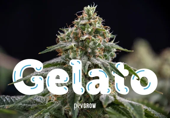 Cogollo de cannabis en la planta, con hojas alargadas y pelos anaranjados, tras un gran rótulo blanco que dice «Gelato». Cogollo de cannabis en la planta, con hojas alargadas y pelos anaranjados, tras un gran rótulo blanco que dice «Gelato».