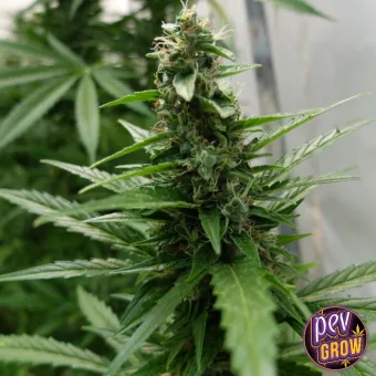 Primer plano de un cogollo alargado de cannabis en la planta, rodeado de hojas verdes y con pequeños filamentos claros.