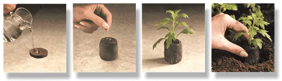Secuencia de cuatro fotos: humedecer una pastilla, introducir una semilla, desarrollo de la plántula y trasplante a tierra. Secuencia de cuatro fotos: humedecer una pastilla, introducir una semilla, desarrollo de la plántula y trasplante a tierra.