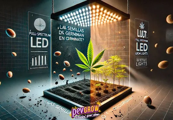 Ilustración de plantas de cannabis bajo un panel LED, con el semillero dividido entre una zona oscura y otra iluminada. Ilustración de plantas de cannabis bajo un panel LED, con el semillero dividido entre una zona oscura y otra iluminada.