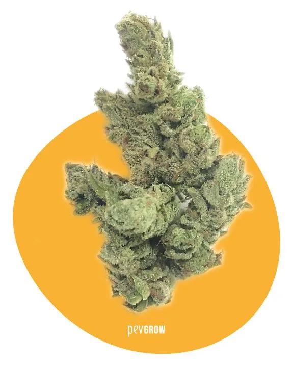 Cogollo de cannabis en primer plano, con flores compactas y superficie blanquecina, sobre un círculo amarillo y fondo blanco. Cogollo de cannabis en primer plano, con flores compactas y superficie blanquecina, sobre un círculo amarillo y fondo blanco.