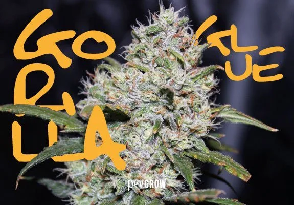 Primer plano de una flor de cannabis cubierta de tricomas claros, con hojas estrechas y letras amarillas sobre fondo oscuro. Primer plano de una flor de cannabis cubierta de tricomas claros, con hojas estrechas y letras amarillas sobre fondo oscuro.