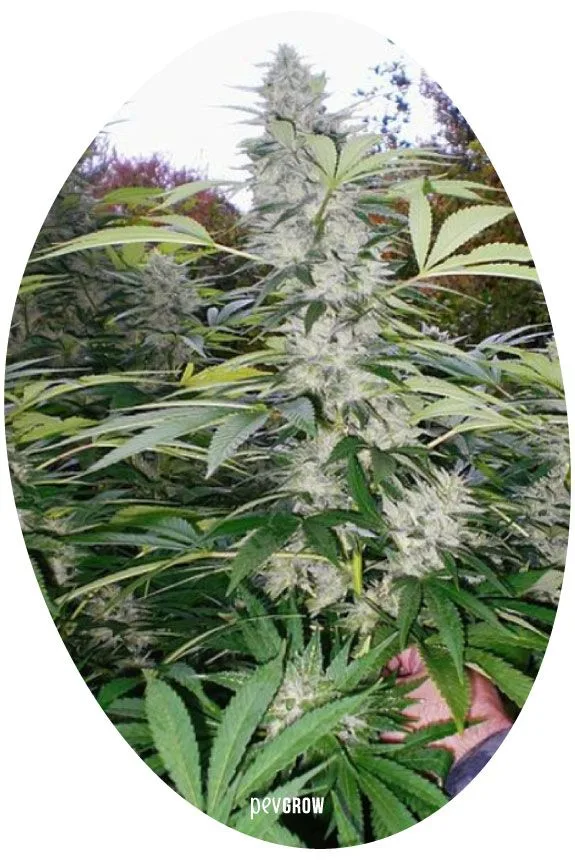 Planta de cannabis en exterior con cogollos alargados y hojas dentadas, en una fotografía con recorte ovalado. Planta de cannabis en exterior con cogollos alargados y hojas dentadas, en una fotografía con recorte ovalado.