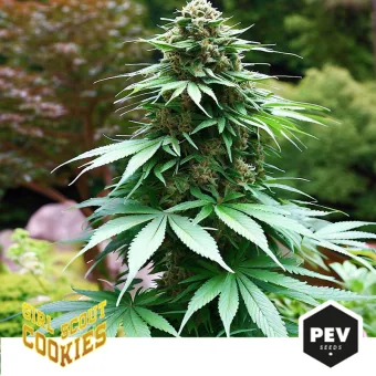 Planta de cannabis con un gran cogollo central y hojas dentadas, sobre una franja inferior con los logotipos Girl Scout Cookies y PEV Seeds.