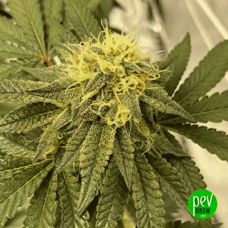 Detalle de una flor de cannabis con pistilos largos y claros, rodeada de hojas verdes estrechas con abundantes tricomas.