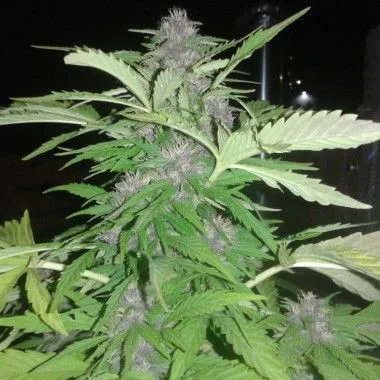 Planta de cannabis con varios cogollos de filamentos claros y abundantes hojas verdes dentadas, iluminada sobre un fondo oscuro.