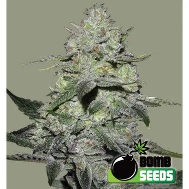 Cogollo cónico de cannabis con superficie blanquecina y hojas oscuras sobre fondo gris verdoso, con el logotipo de Bomb Seeds.