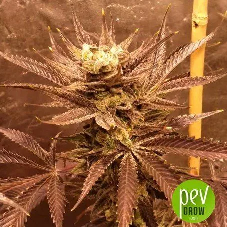 Cogollo de cannabis rodeado de hojas alargadas de tonos morados, con pistilos claros en la punta y un tutor amarillo al fondo.