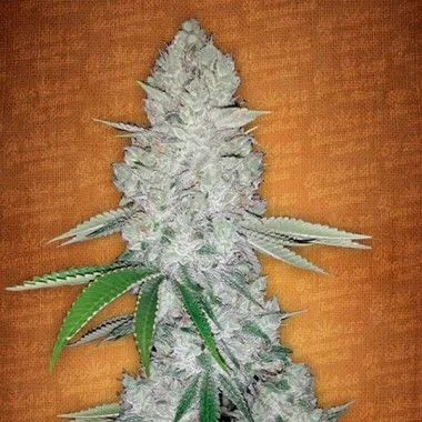 Cogollo alargado de cannabis de aspecto blanquecino, con hojas verdes estrechas que sobresalen a los lados sobre un fondo naranja.