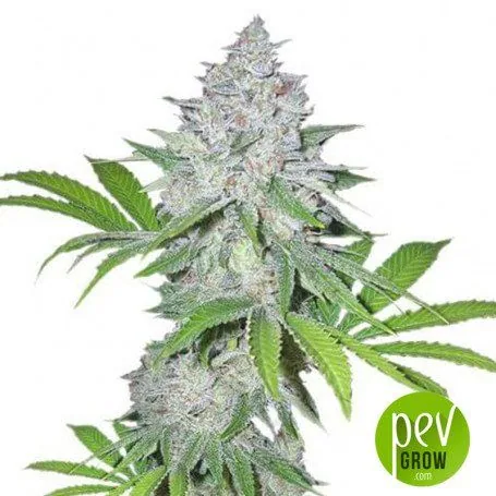 Cogollo alargado de cannabis de aspecto blanquecino, rodeado de hojas verdes dentadas sobre fondo blanco, con logotipo de PEV Grow. Cogollo alargado de cannabis de aspecto blanquecino, rodeado de hojas verdes dentadas sobre fondo blanco, con logotipo de PEV Grow.