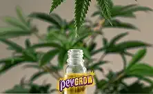 Frasco abierto con líquido amarillo y etiqueta Pevgrow, con una pipeta suspendida encima y hojas de cannabis desenfocadas al fondo.