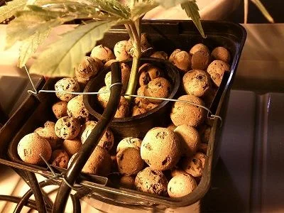 Primer plano de una maceta con bolas de arcilla expandida, tubos de riego y el tallo de una planta entre los gránulos. Primer plano de una maceta con bolas de arcilla expandida, tubos de riego y el tallo de una planta entre los gránulos.