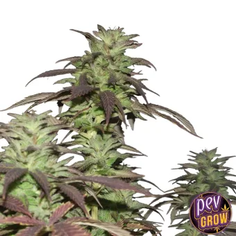 Varios tallos de cannabis con cogollos verdes y hojas de tonos morados sobre fondo blanco, con el logotipo de PEV Grow abajo. Varios tallos de cannabis con cogollos verdes y hojas de tonos morados sobre fondo blanco, con el logotipo de PEV Grow abajo.