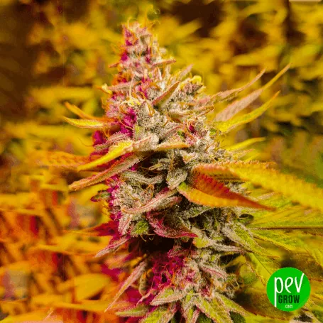 Cogollo de cannabis alargado con hojas moradas y verdes cubiertas de tricomas, bajo una intensa iluminación amarilla. Cogollo de cannabis alargado con hojas moradas y verdes cubiertas de tricomas, bajo una intensa iluminación amarilla.