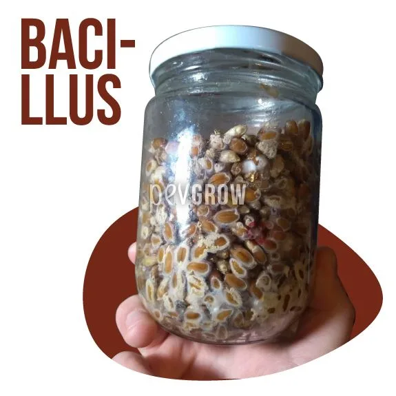Una mano sostiene un tarro de cristal con tapa metálica, lleno de granos con recubrimiento blanco irregular, junto al texto «BACI-LLUS». Una mano sostiene un tarro de cristal con tapa metálica, lleno de granos con recubrimiento blanco irregular, junto al texto «BACI-LLUS».