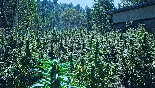 Numerosas plantas de cannabis con largas flores crecen al aire libre, rodeadas de árboles y junto a una construcción. Numerosas plantas de cannabis con largas flores crecen al aire libre, rodeadas de árboles y junto a una construcción.