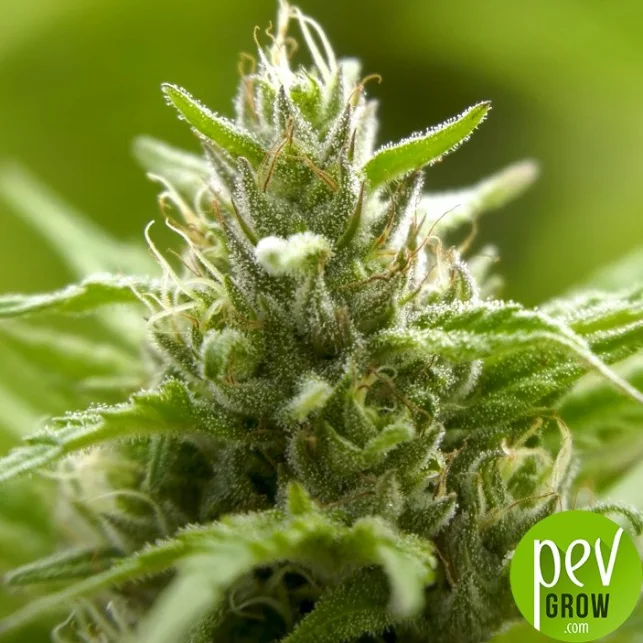 Flor de cannabis Green Poison F1 Fast Version en primer plano, con tricomas, pistilos claros y hojas estrechas sobre un fondo verde desenfocado. Flor de cannabis Green Poison F1 Fast Version en primer plano, con tricomas, pistilos claros y hojas estrechas sobre un fondo verde desenfocado.