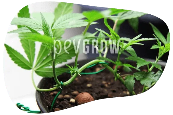 Detalle de una planta de cannabis en maceta, con ramas curvadas y sujetas mediante ataduras verdes cerca del sustrato.