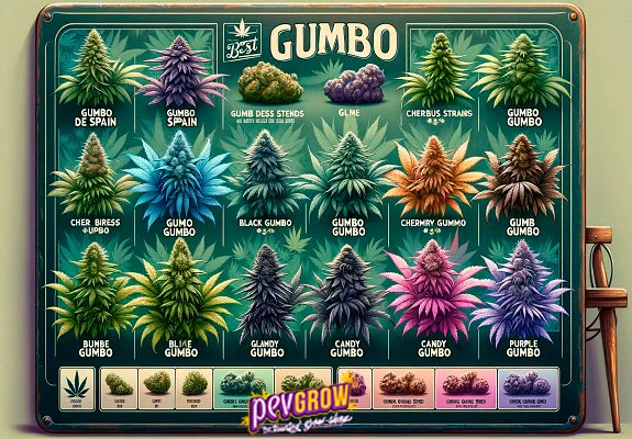 Panel ilustrado titulado «GUMBO» con filas de flores de cannabis verdes, moradas y anaranjadas, acompañadas de distintos nombres. Panel ilustrado titulado «GUMBO» con filas de flores de cannabis verdes, moradas y anaranjadas, acompañadas de distintos nombres.