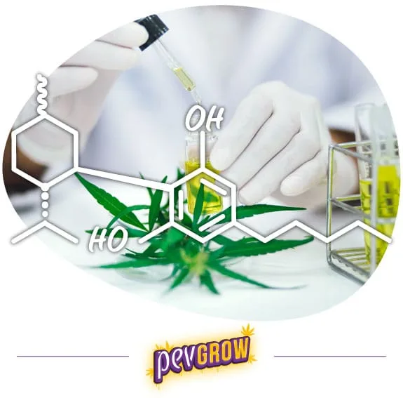 Manos con guantes sostienen un gotero y un tubo con líquido amarillo, con hojas de cannabis y una estructura química superpuesta.