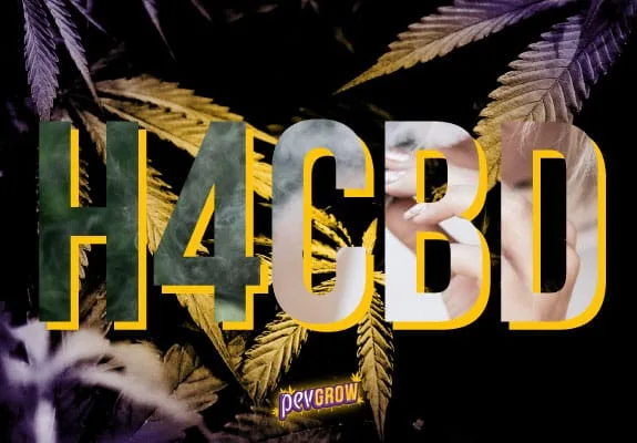 Texto grande «H4CBD» con sombra amarilla sobre hojas de cannabis de tonos verdes, amarillos y morados, con el logotipo Pevgrow debajo.