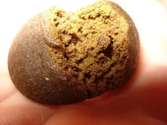 Primer plano de una pieza redondeada de hachís sobre unos dedos, con exterior marrón oscuro y una rotura que muestra el interior más claro.