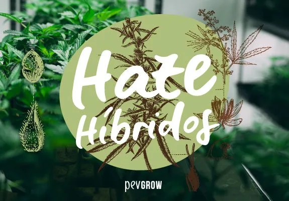 Texto «Haze Híbridos» sobre un círculo verde con ilustraciones botánicas, frente a un fondo de plantas de cannabis. Texto «Haze Híbridos» sobre un círculo verde con ilustraciones botánicas, frente a un fondo de plantas de cannabis.