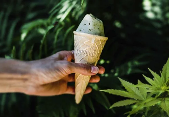 Una mano sostiene un cucurucho con una bola de helado claro con pequeñas motas oscuras, ante un fondo de hojas de cannabis. Una mano sostiene un cucurucho con una bola de helado claro con pequeñas motas oscuras, ante un fondo de hojas de cannabis.