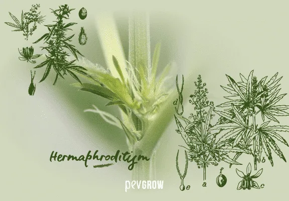 Montaje en tonos verdes con un nudo floral de cannabis, dibujos botánicos a ambos lados y el texto «Hermafroditismo». Montaje en tonos verdes con un nudo floral de cannabis, dibujos botánicos a ambos lados y el texto «Hermafroditismo».