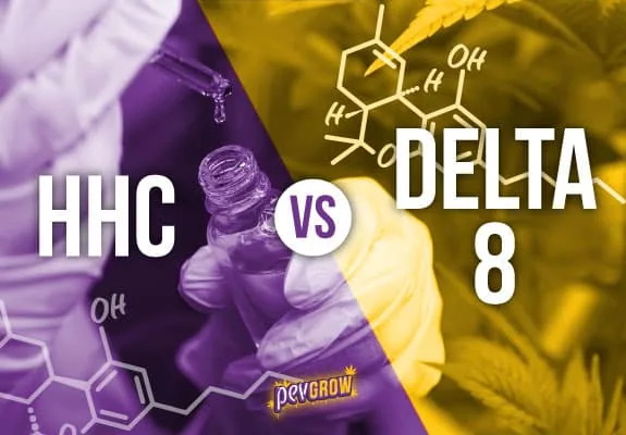 Comparativa HHC vs Delta 8 con manos enguantadas, un frasco y una pipeta sobre un fondo dividido en morado y amarillo con fórmulas químicas.