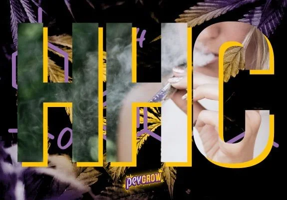 Grandes letras HHC con bordes amarillos, una persona con un cigarrillo junto a la boca y humo, sobre un fondo oscuro con hojas. Grandes letras HHC con bordes amarillos, una persona con un cigarrillo junto a la boca y humo, sobre un fondo oscuro con hojas.