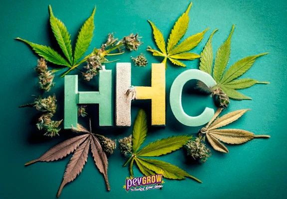 Letras HHC en tonos verde, blanco y amarillo, rodeadas de hojas verdes y moradas y cogollos sobre un fondo turquesa.