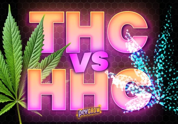 Texto THC vs HHC en grandes letras rosas y anaranjadas, con una hoja de cannabis y una figura molecular luminosa sobre fondo oscuro. Texto THC vs HHC en grandes letras rosas y anaranjadas, con una hoja de cannabis y una figura molecular luminosa sobre fondo oscuro.