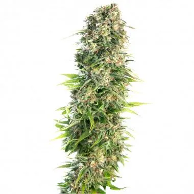 Hindu Kush Auto de Sensi Seeds con una larga flor central, pequeñas hojas verdes y pistilos claros y anaranjados sobre fondo blanco.