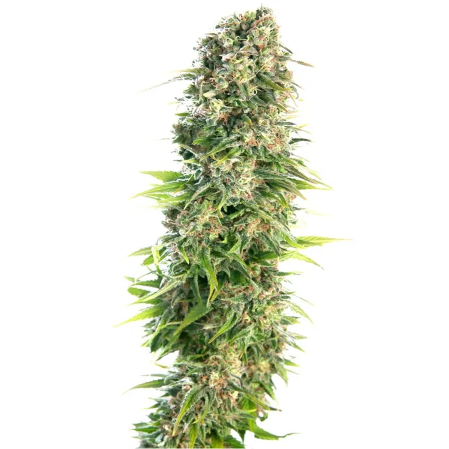 Flor alargada de cannabis en encuadre vertical, rodeada de pequeñas hojas verdes y numerosos pistilos claros y anaranjados sobre fondo blanco.