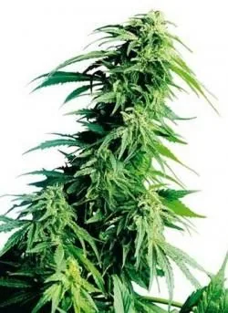 Planta de cannabis sobre fondo blanco, con una larga floración central, cogollos laterales y hojas verdes estrechas.